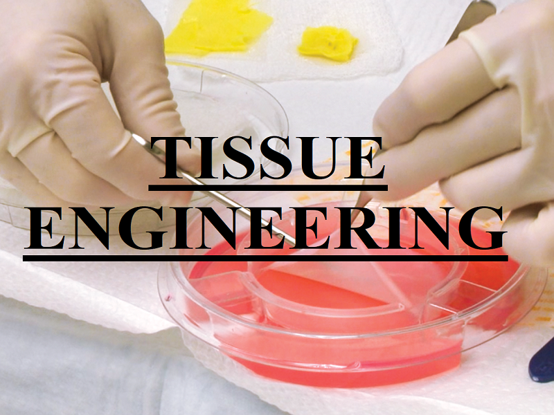 مهندسی بافت/tissue engineering