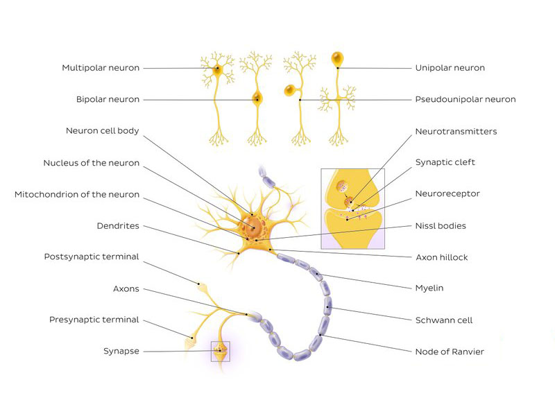 ساختار نورون / neuron