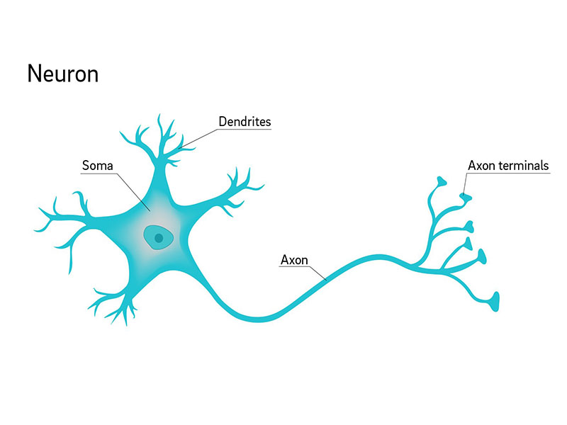 آناتومی نورون / neuroanatomy