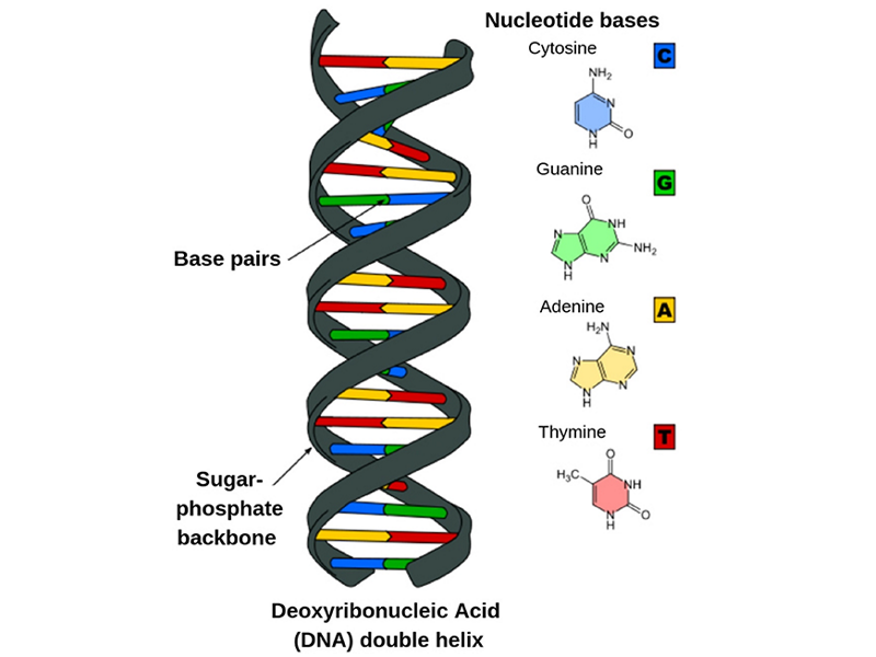 مولکول دی ان ای/DNA molecule