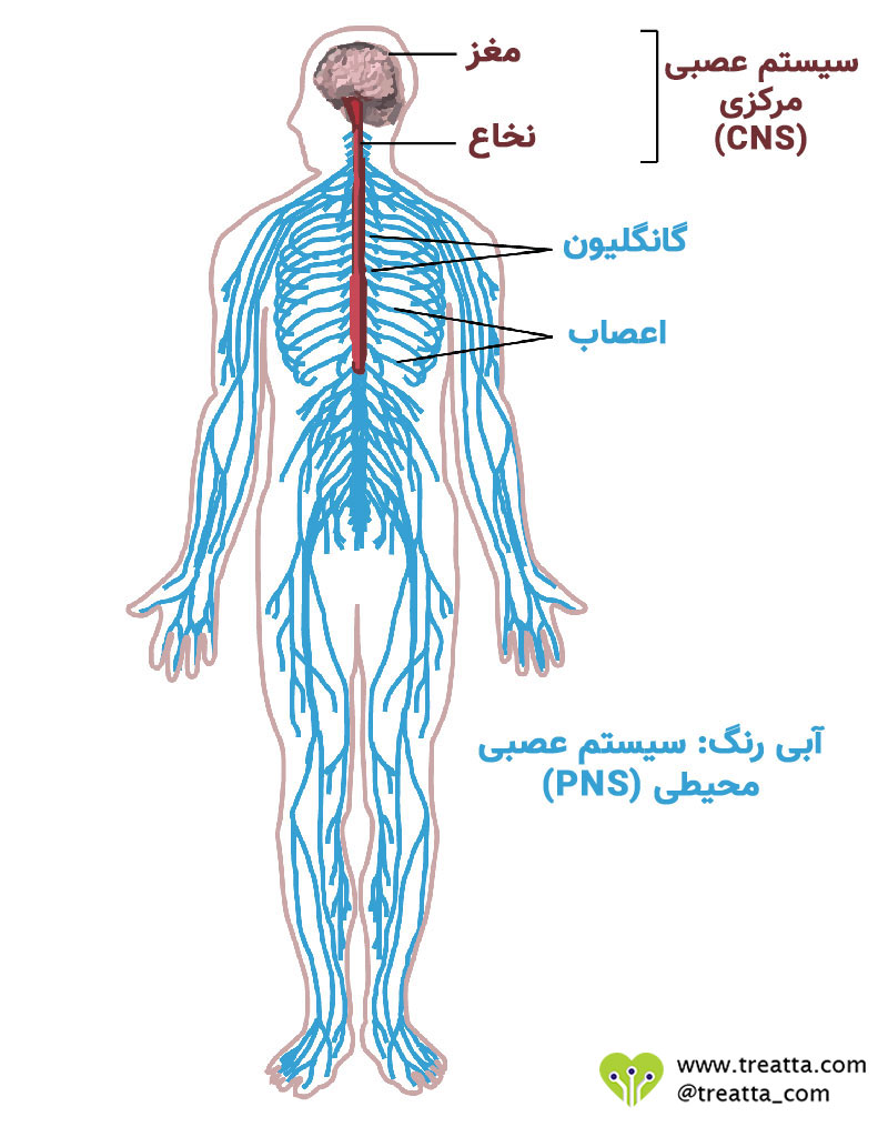 سیستم عصبی مرکزی و محیطی - CNS and PNS - تریتا