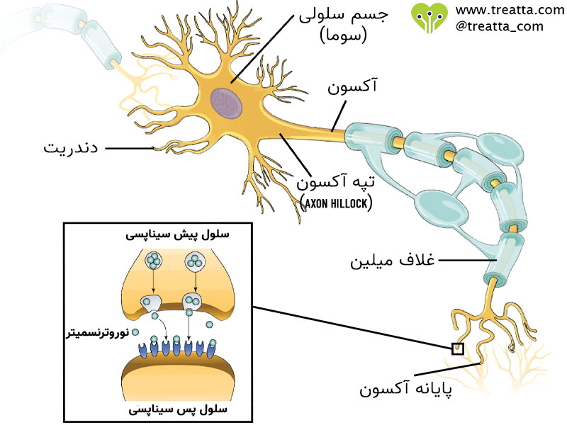 آناتومی نورون - Neuron anatomy - تریتا 