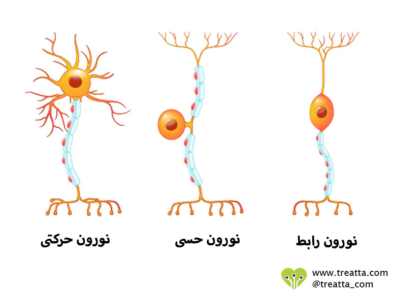 طبقه‌بندی نورون‌ها - Neuron types - تریتا