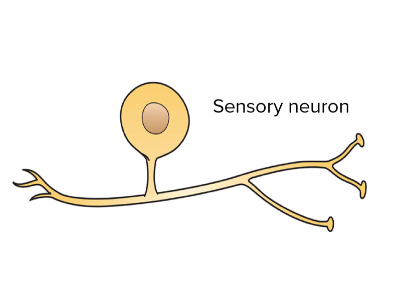 نورون حسی - Sensory neuron - تریتا