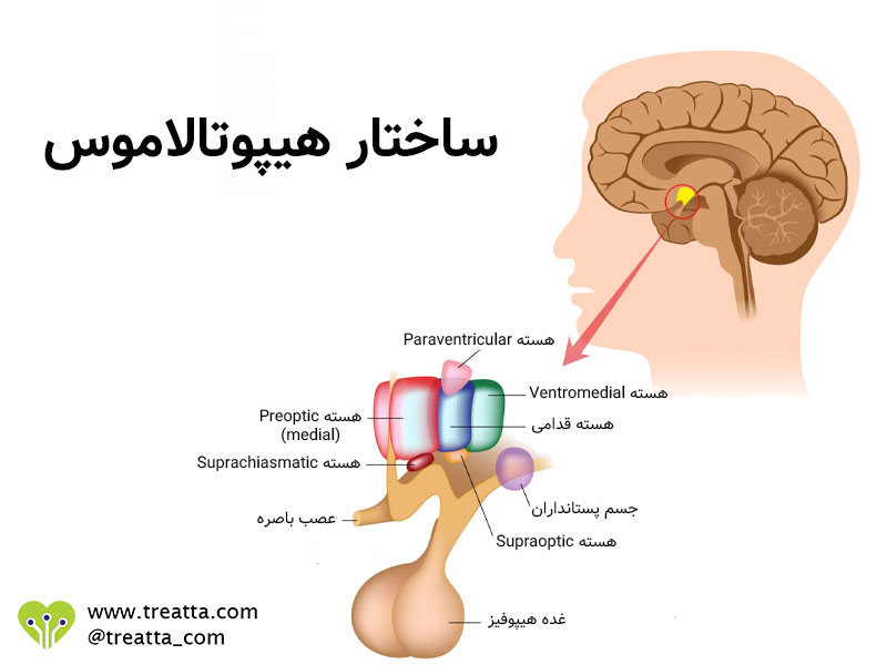 آناتومی هیپوتالاموس - hypothalamus anatomy - تریتا