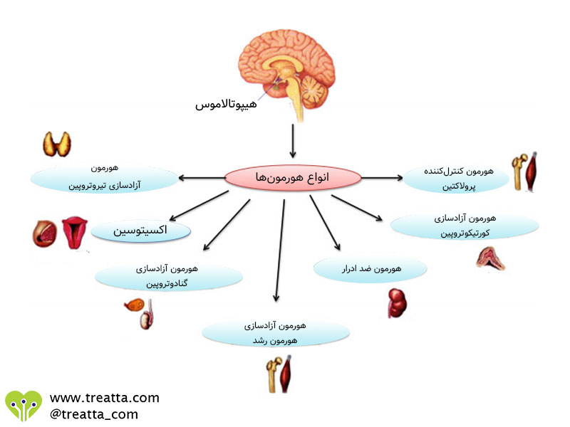 هورمون‌های هیپوتالاموس - hypothalamus hormons - تریتا