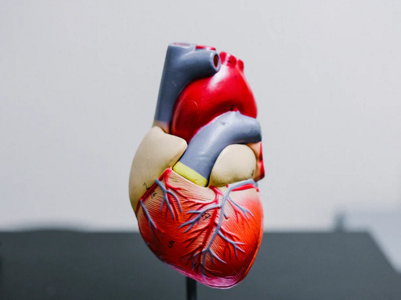 قلب انسان/human heart