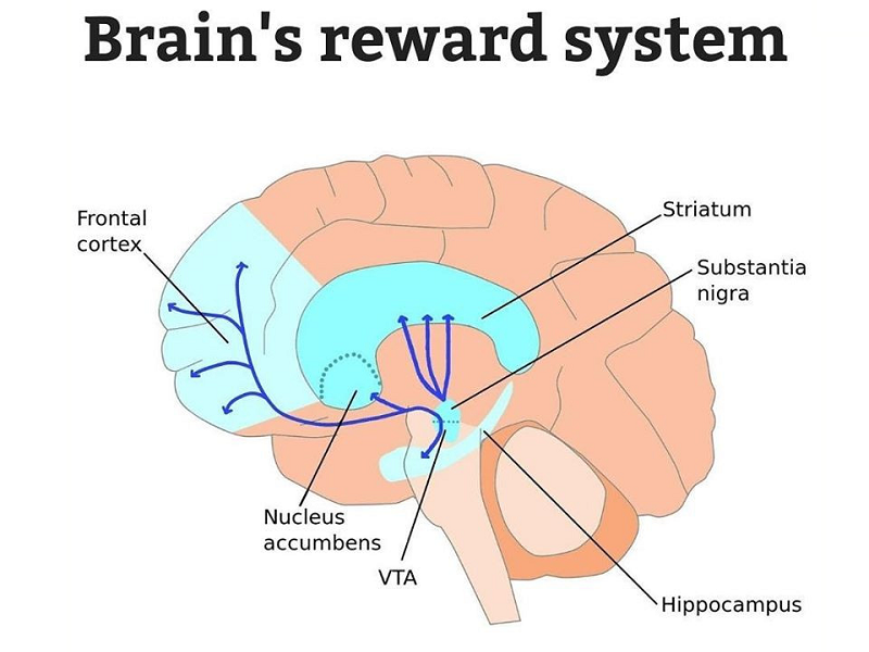 سیستم پاداش مغز
