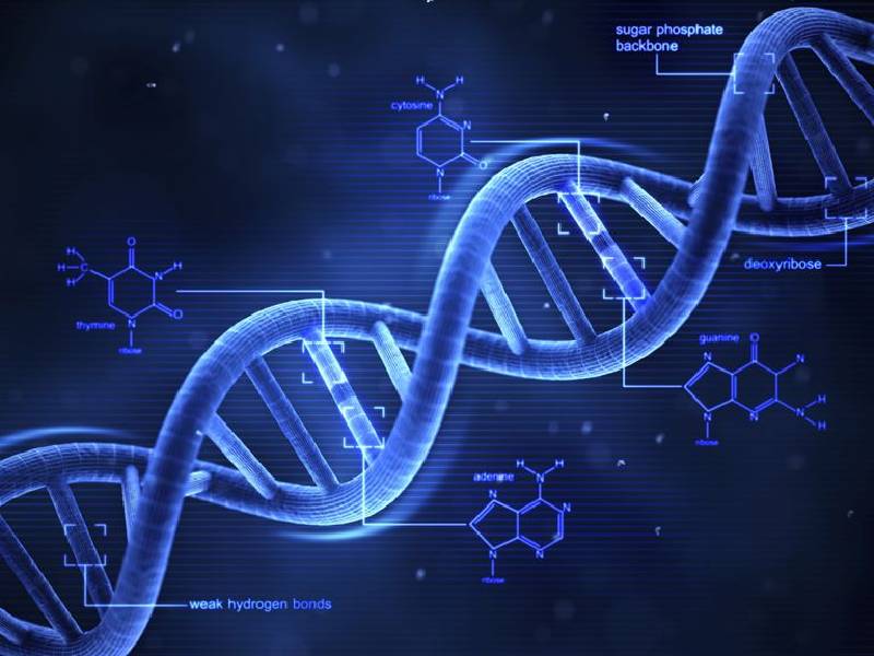 دی ان ای چیست/?what is DNA