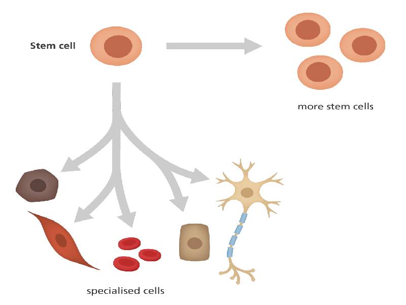 stem cell/سلول های بنیادی