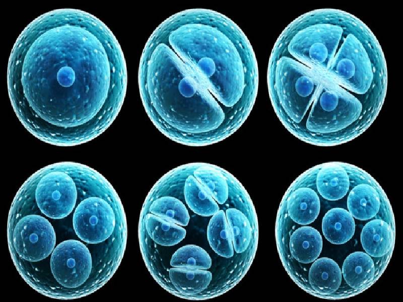 stem cells/سلول‌های بنیادی