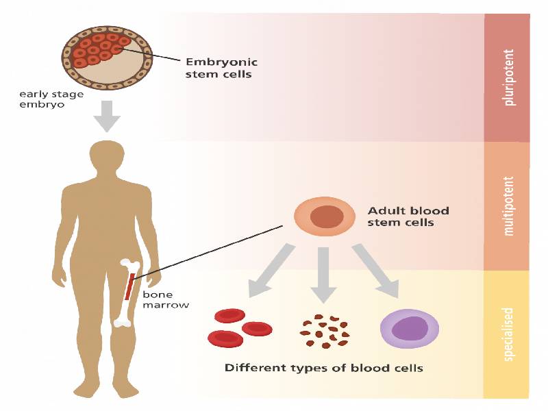 سلول بنیادی/stem cell