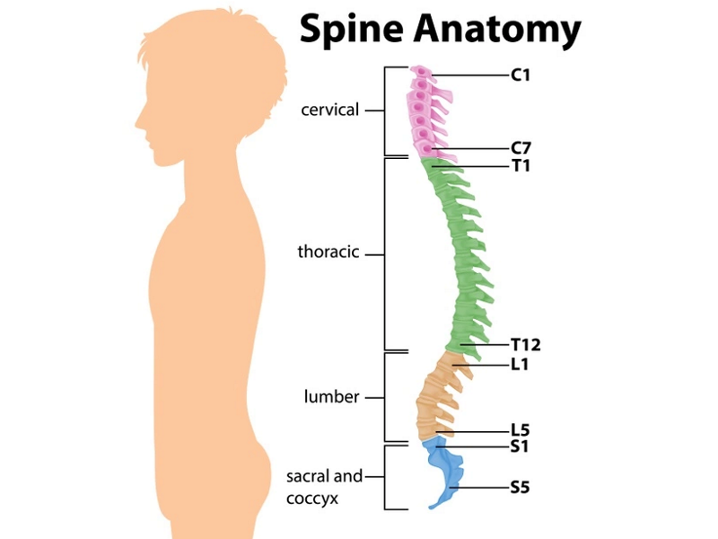 نخاع/spinal cord