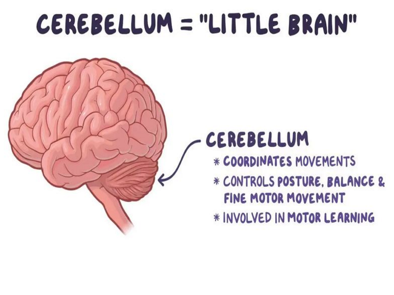 عملکرد‌های مخجه/functions of the cerebellum