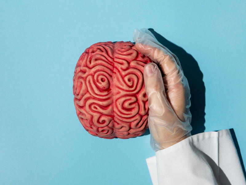 مغز انسان/human brain
