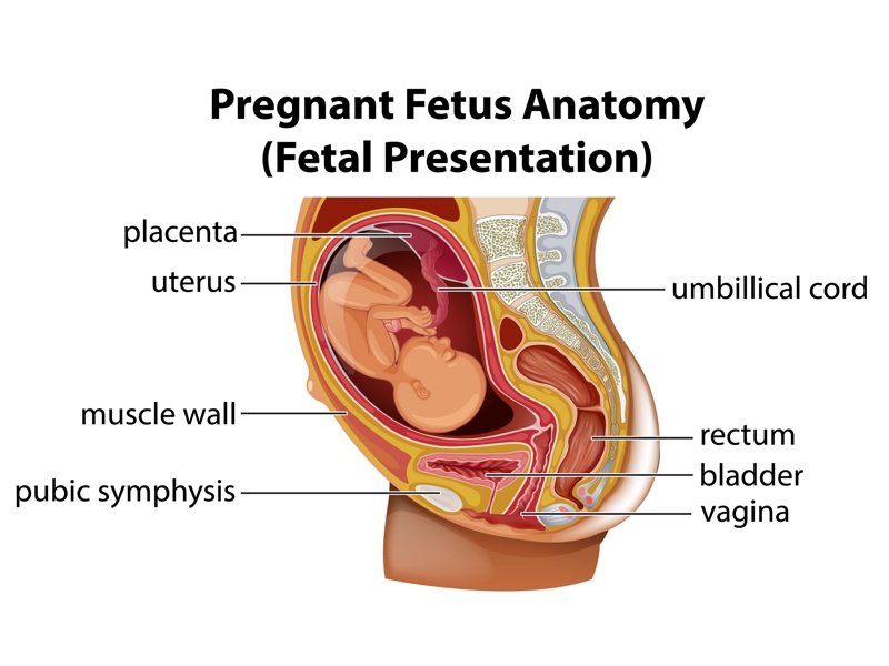 جنین / fetus