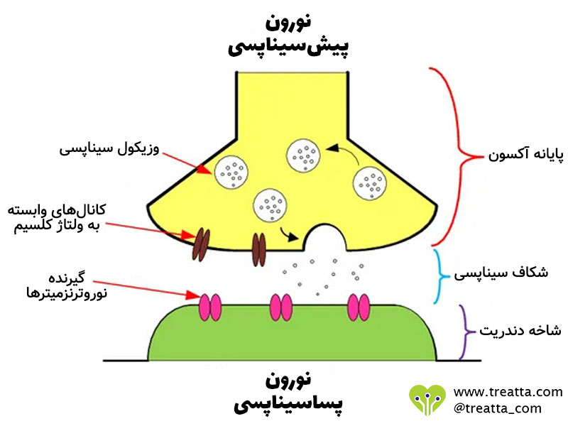 سیناپس شیمیایی - Chemical synapse - تریتا