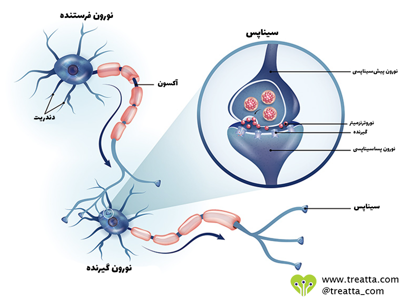ساختار سیناپس - Synapse structure - تریتا